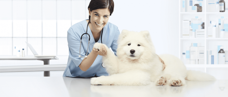 Chien chez le vétérinaire